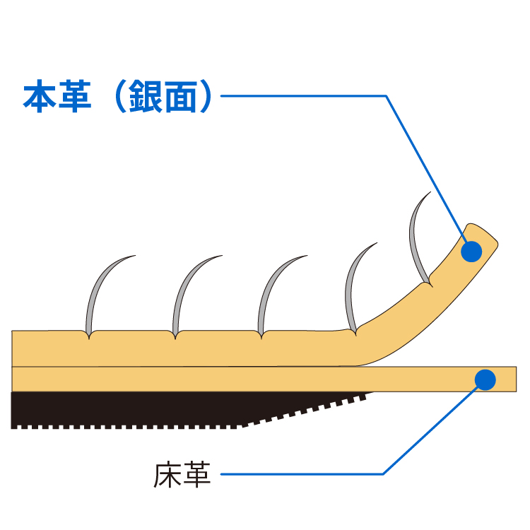 牛本革